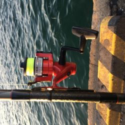 サビキ釣りでマイワシ